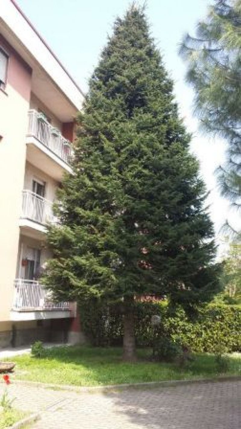 Inno all&#039;albero