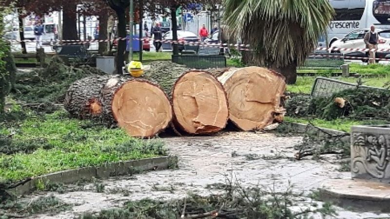 Il testamento del cedro