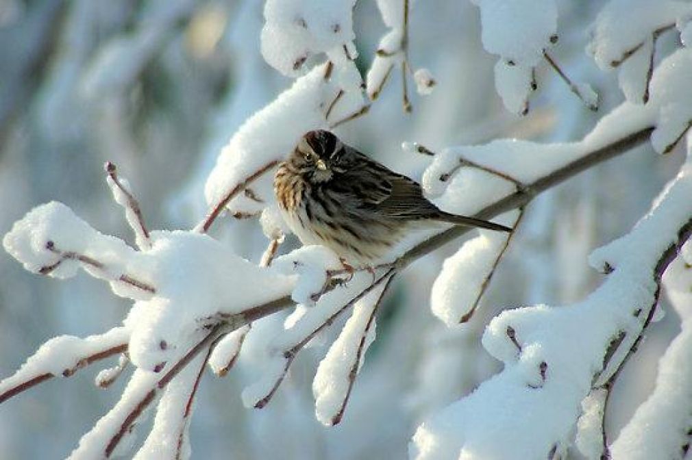 Ricordi d&#039;inverno