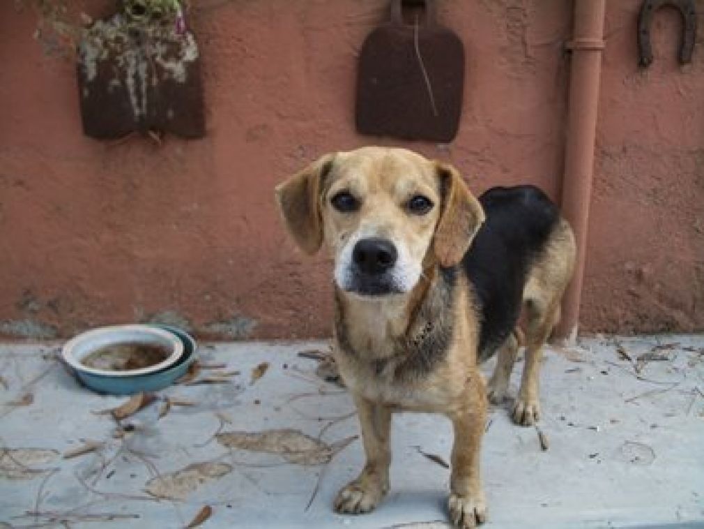 Cani, gioie e dolori